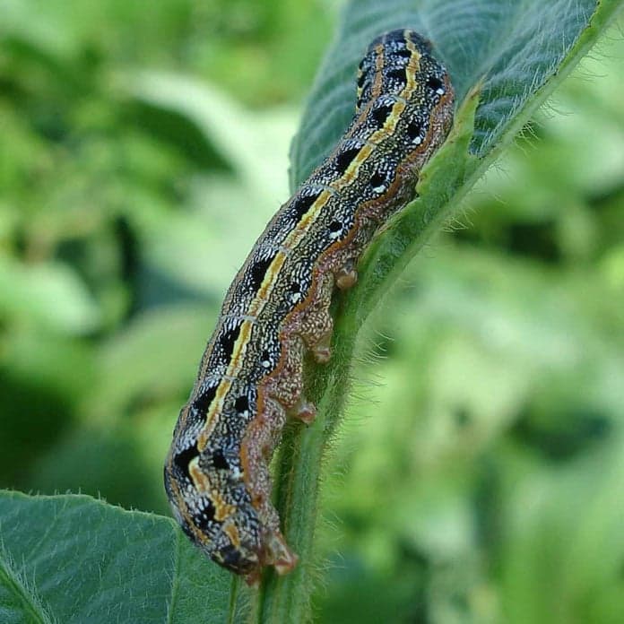 gE Blog Series: Agriculture Industry Part 2 - Armyworm in South Africa Image