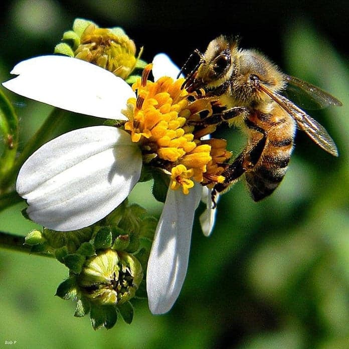 Falling Bee Populations