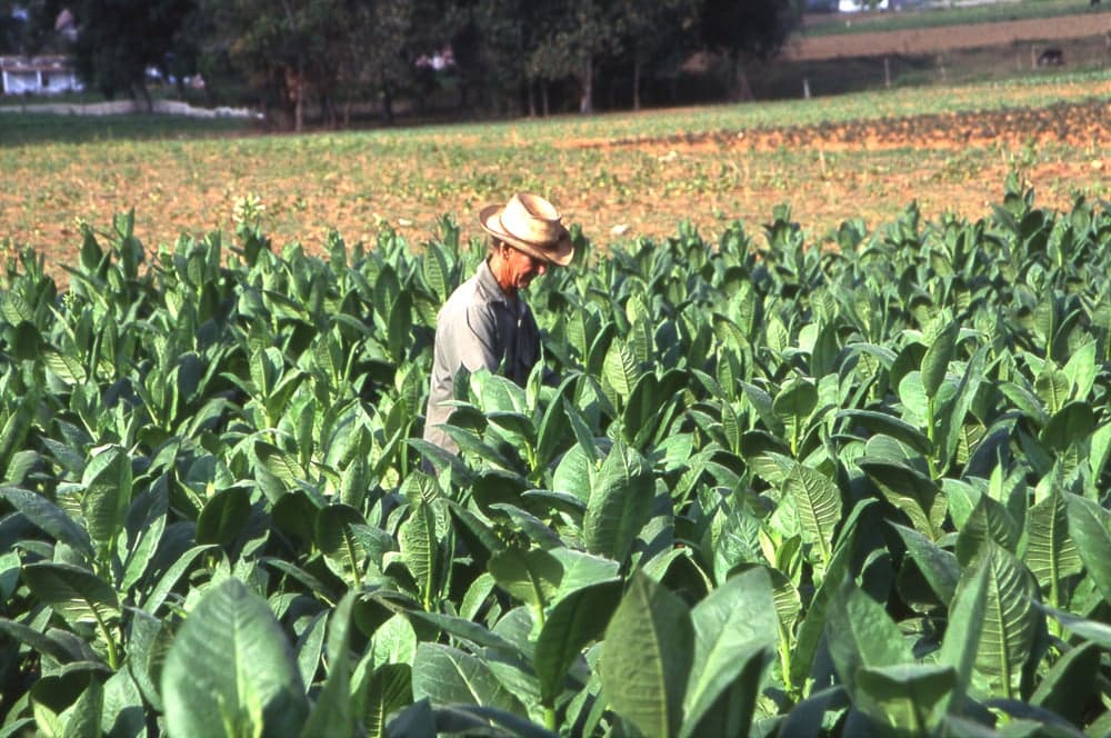 plantation-with-green-crops-growing-in-agricultural-farm-free-stock-photo