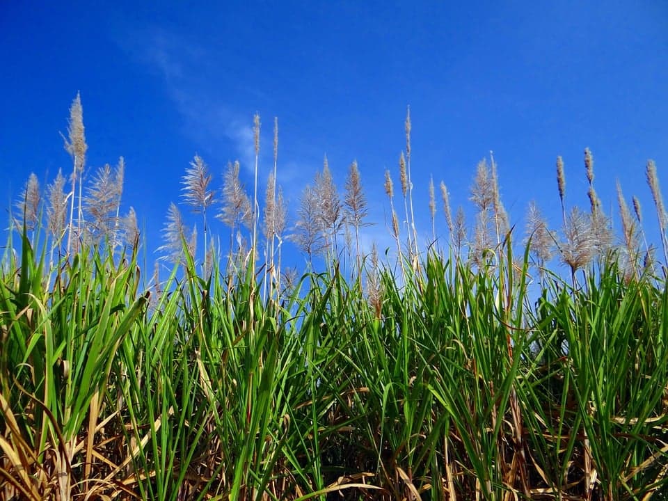 Cash Crops in South America