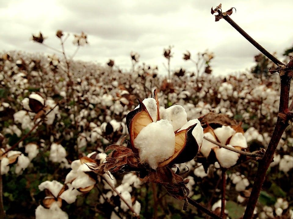 Cash Crops in Africa