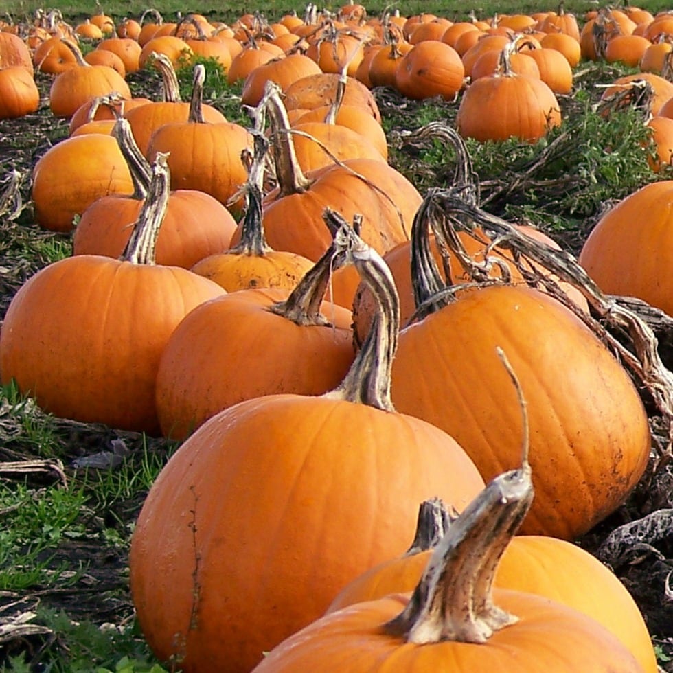 As One of Fall's Most Prominent Symbols, Pumpkins Continue to Grow in Sales and Production Image