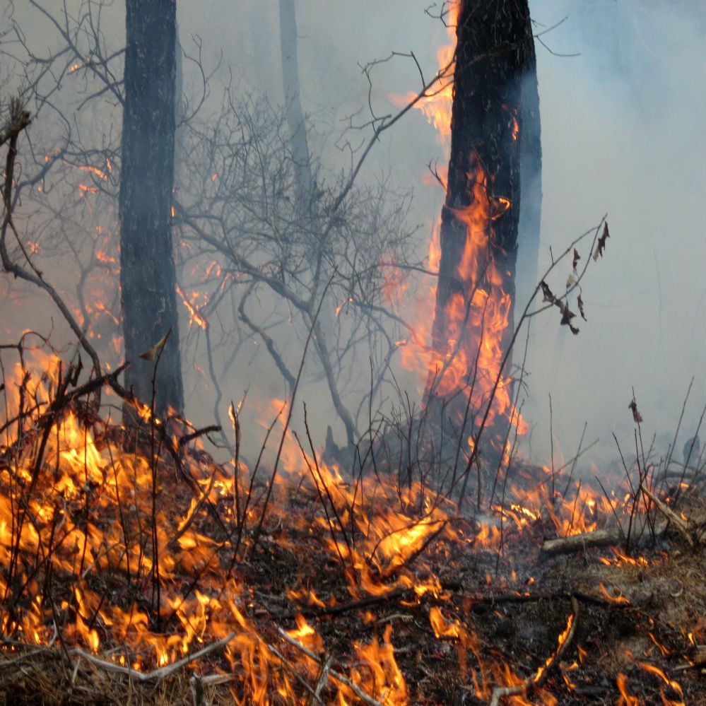 Will the Amazon Rainforest Fire Burn Down the Economy? 