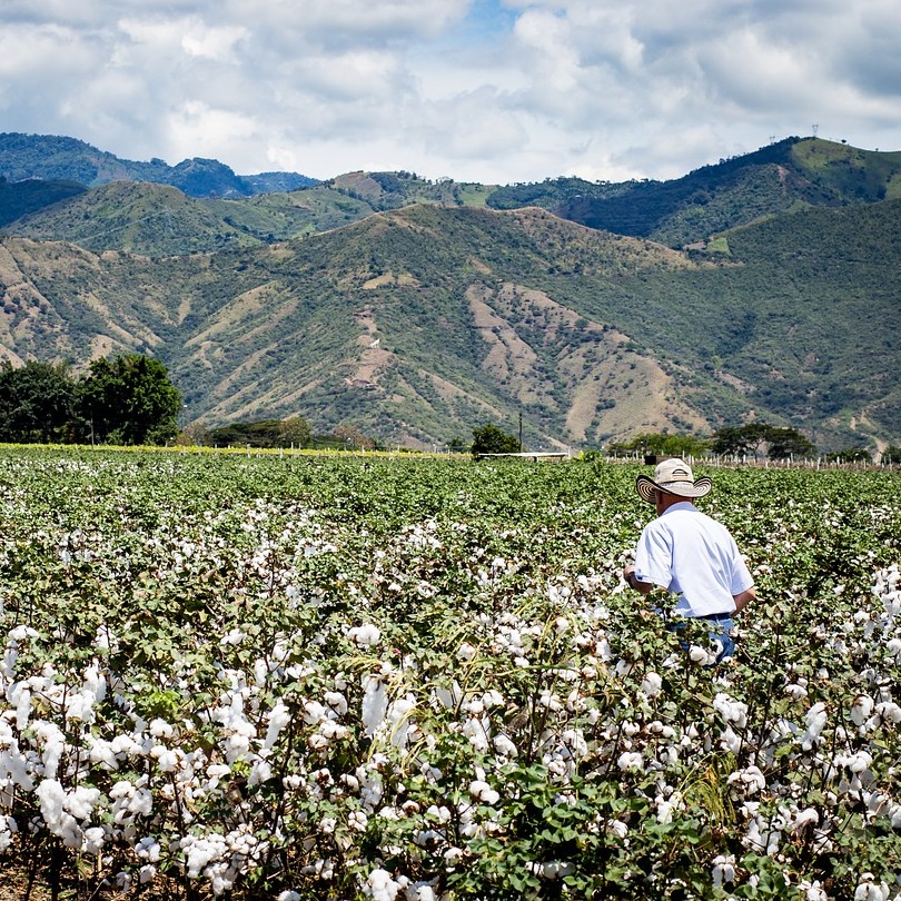 U.S. Bans Cotton and Tomato Imports from China's Xinjiang Region Image