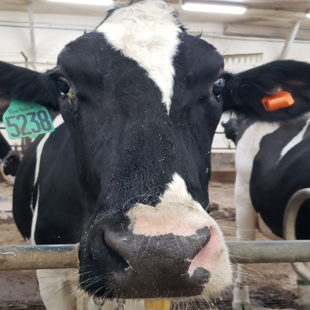 A Deep Dive into the Global Dairy Industry Image
