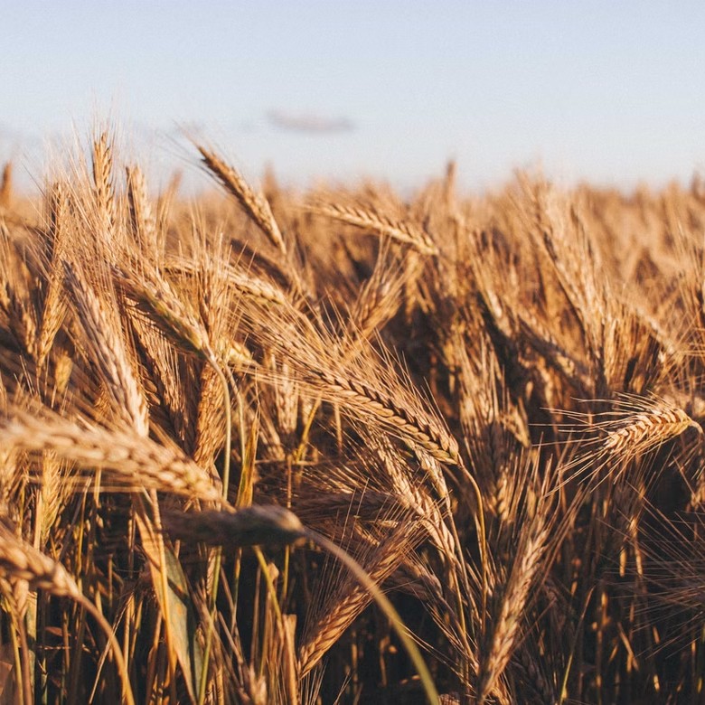 Europe's Breadbasket Fears A Shortage of it's Main Ingredient  Image