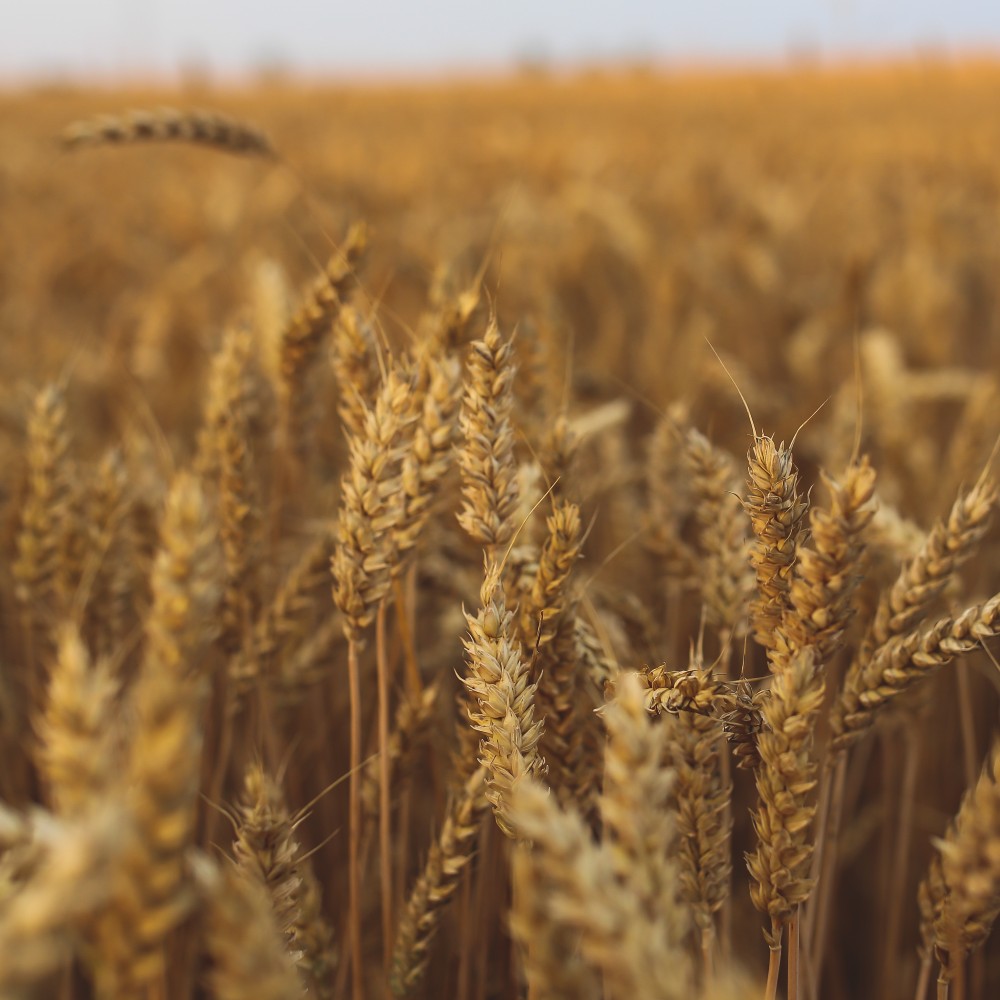 Ukraine Grain Deal Impacting the Global Market