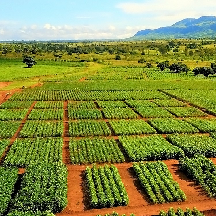 Brazil's Agricultural Industry