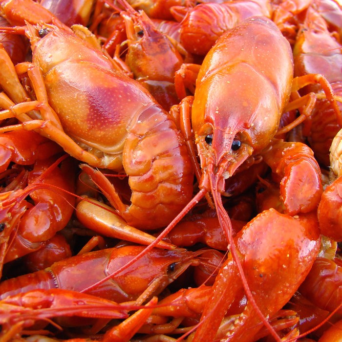 The Crawfish Crisis And How It May Effect You