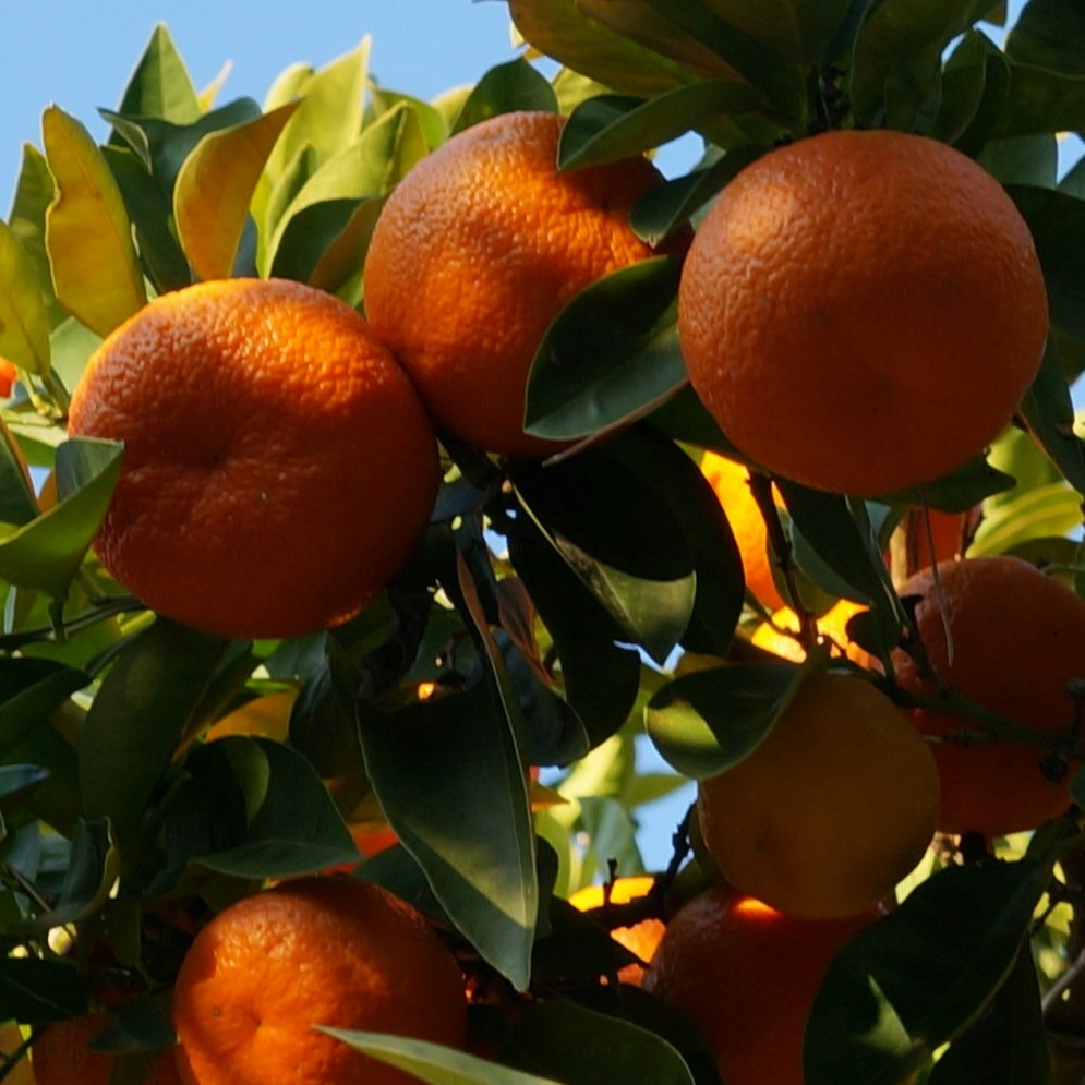 Crop diseases are causing orange juice prices to skyrocket  Image